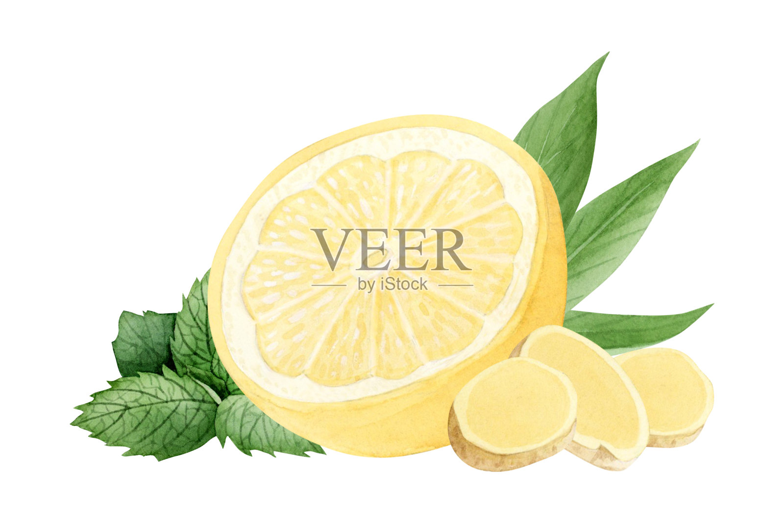 柠檬，姜和薄荷水彩插图在黄色和绿色的颜色孤立的白色。手工绘制的柑橘类水果、草药和蔬菜的原料，用于传统的医药配方插画图片素材