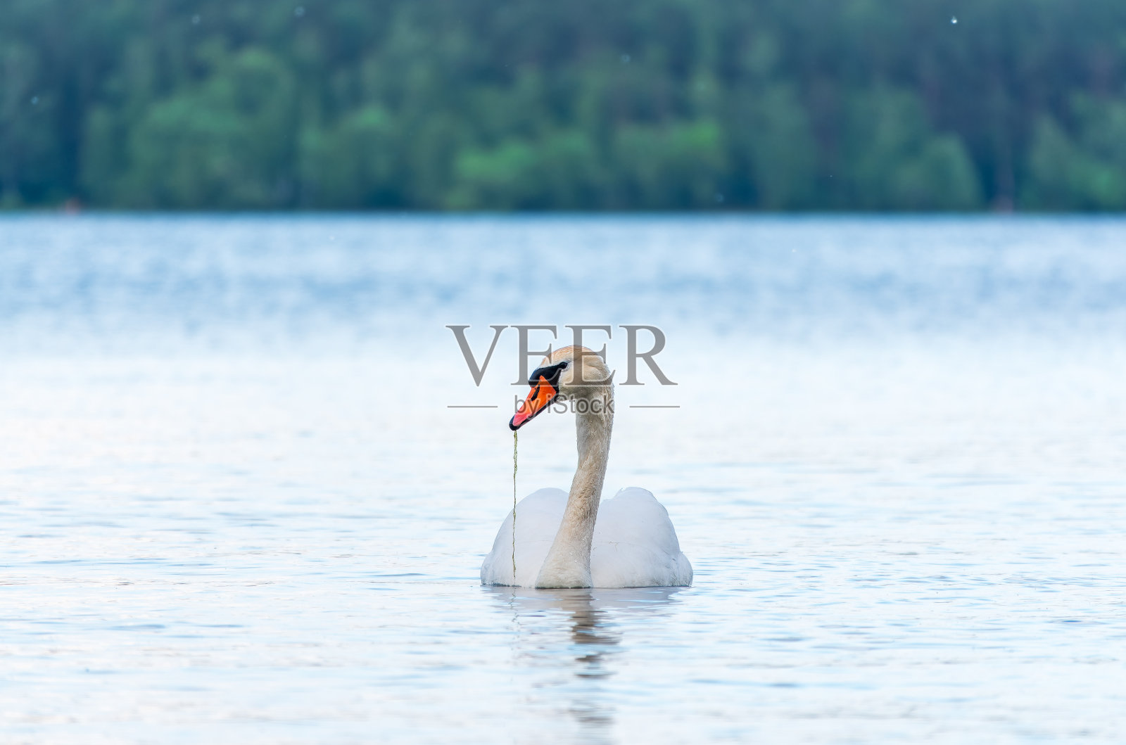 优雅的白天鹅在湖中游泳，天鹅在野外。一只白天鹅在湖中游泳的肖像。照片摄影图片