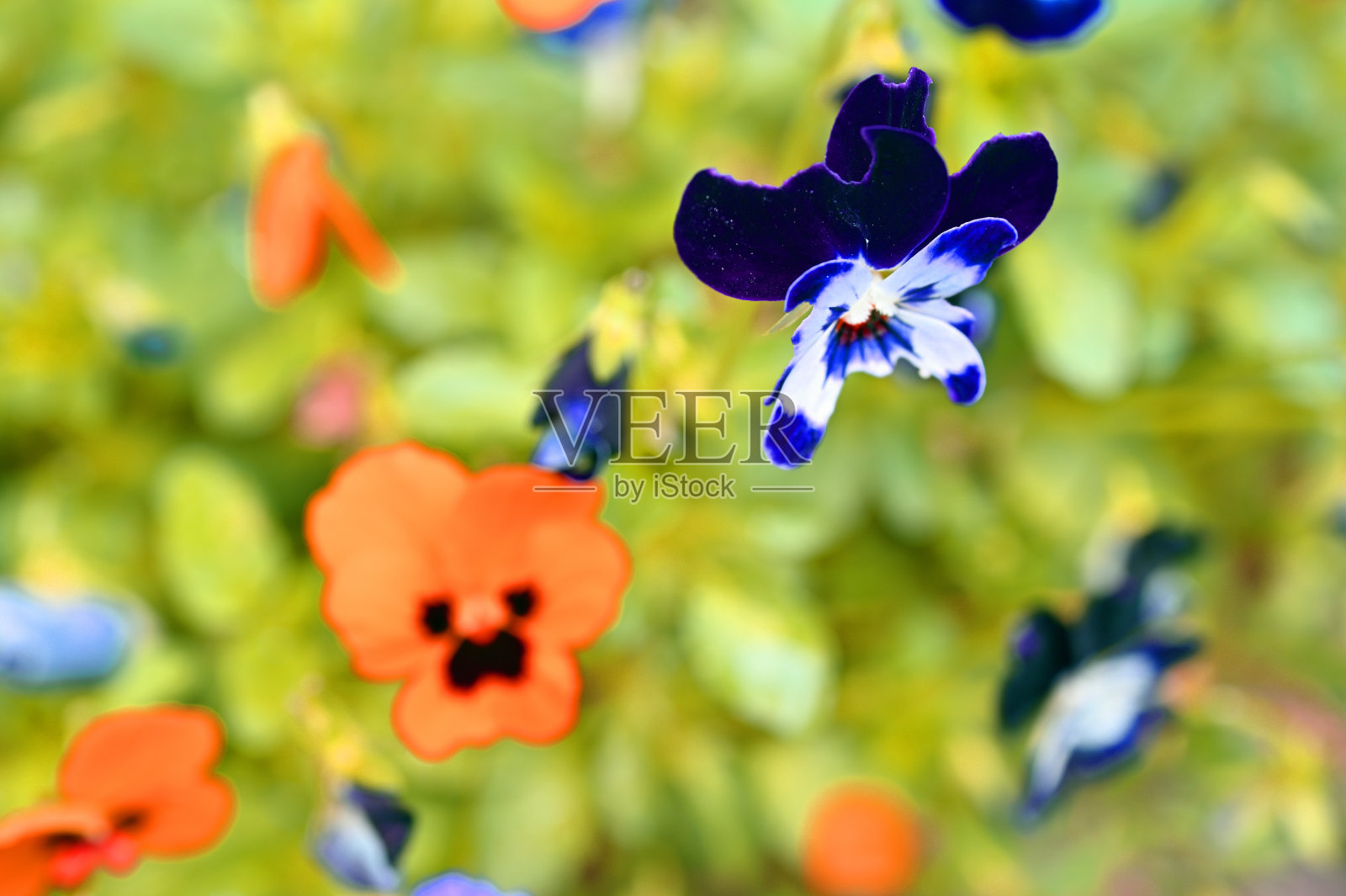 轮廓粗大的花照片摄影图片