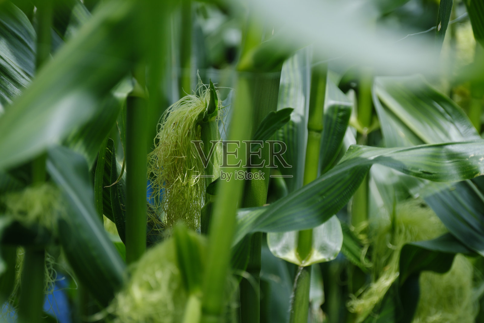 夏天的玉米田照片摄影图片