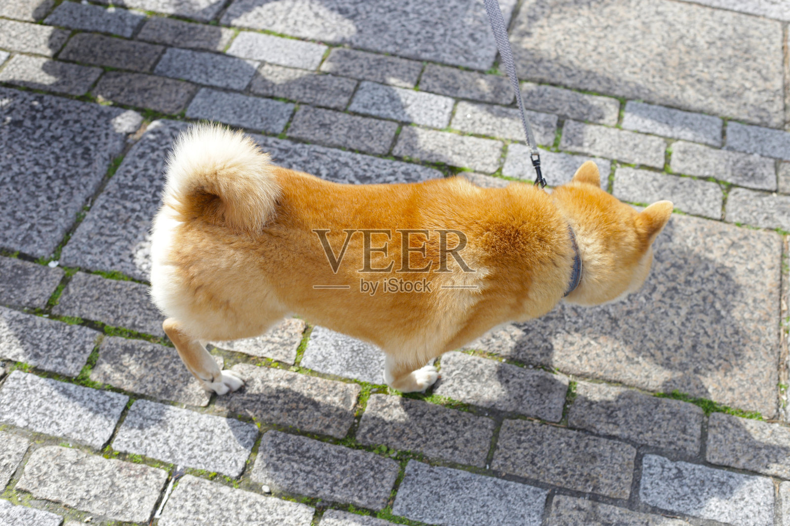 狗在公园里散步照片摄影图片