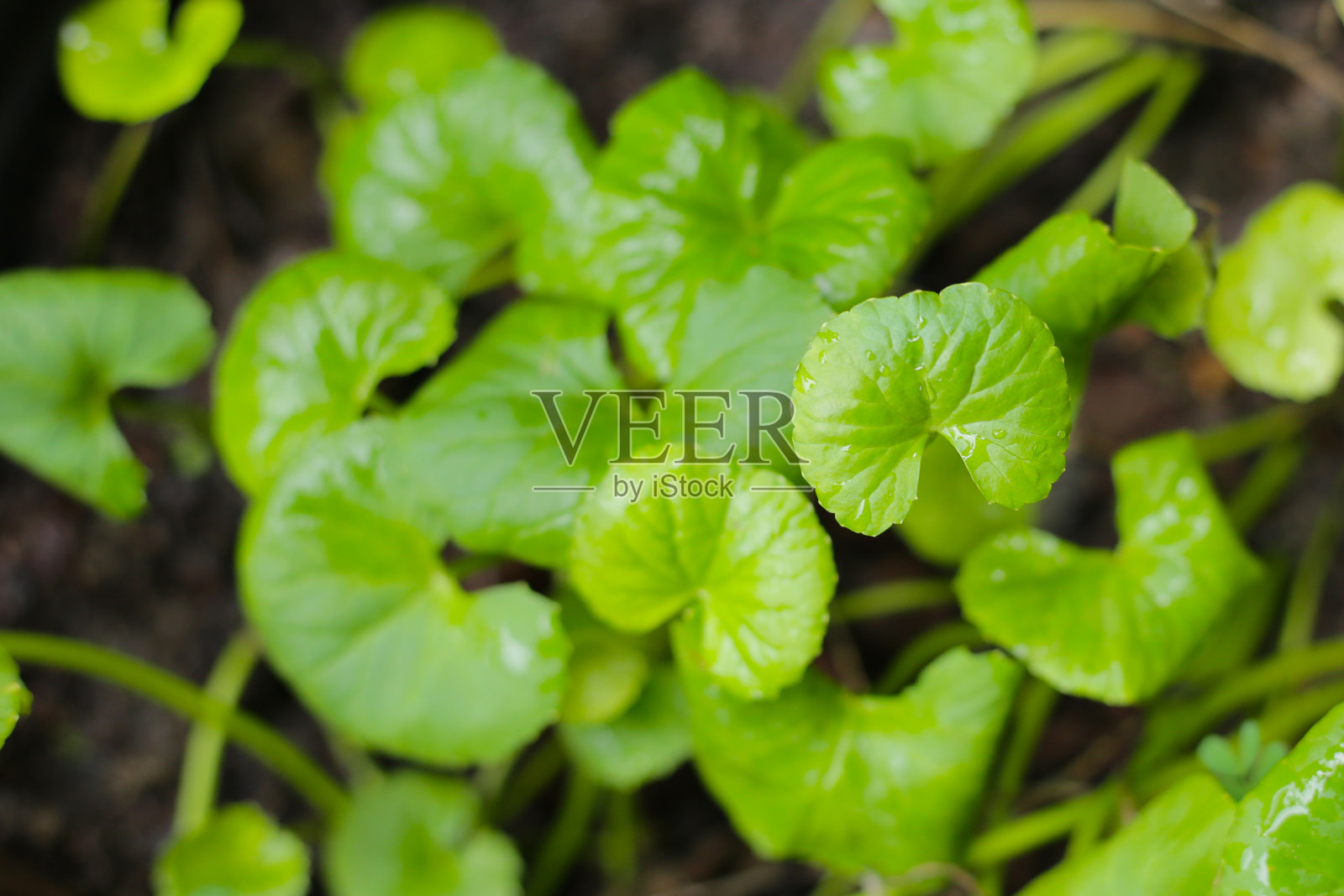 在花盆里生长的Gotu Kola植物照片摄影图片