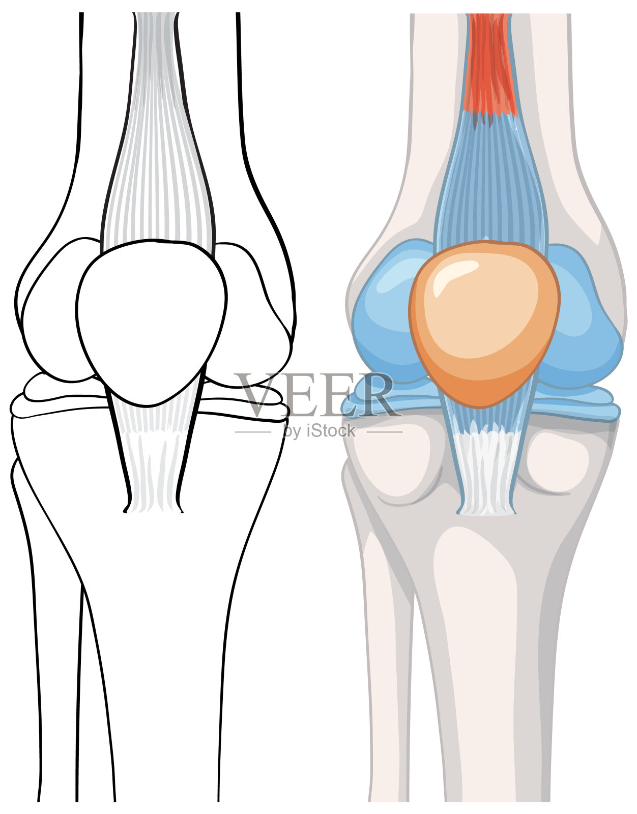 人体膝关节解剖图插画图片素材