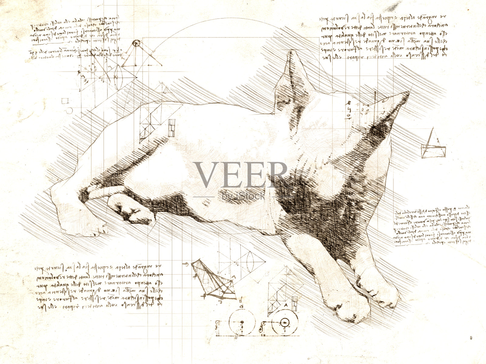 放松的斯芬克斯猫在达芬奇的素描插画图片素材