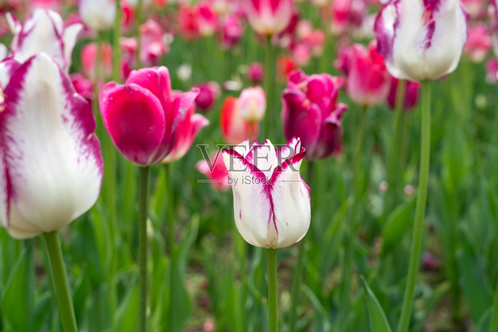 花园里五颜六色的郁金香。照片摄影图片