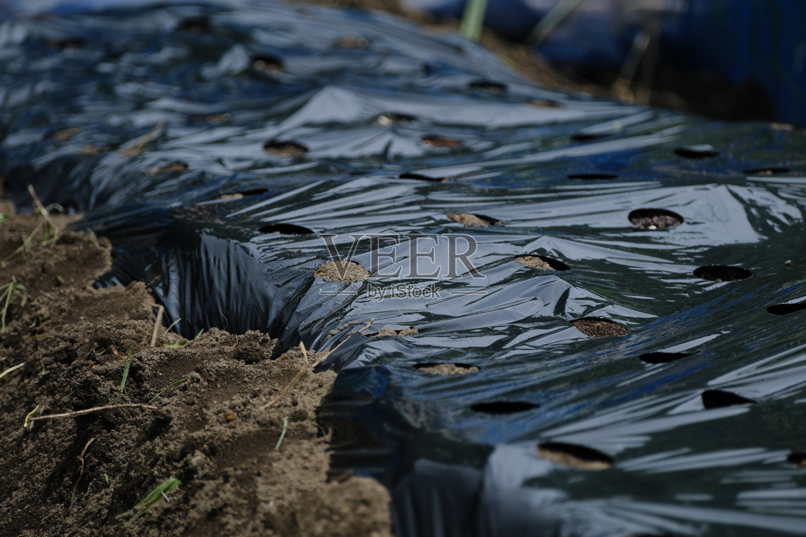 覆盖乙烯基以控制杂草照片摄影图片