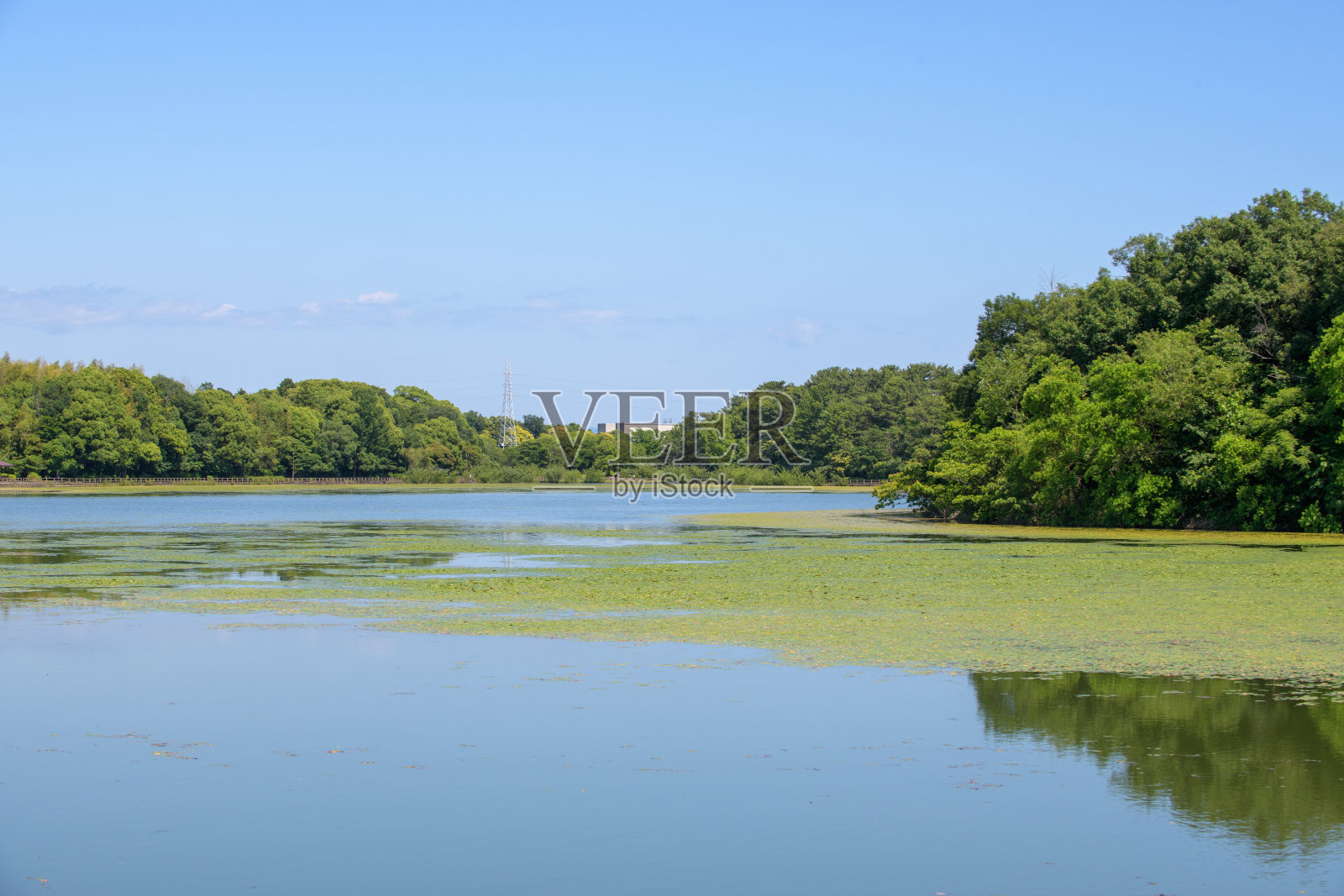 荷花在水面上展开照片摄影图片