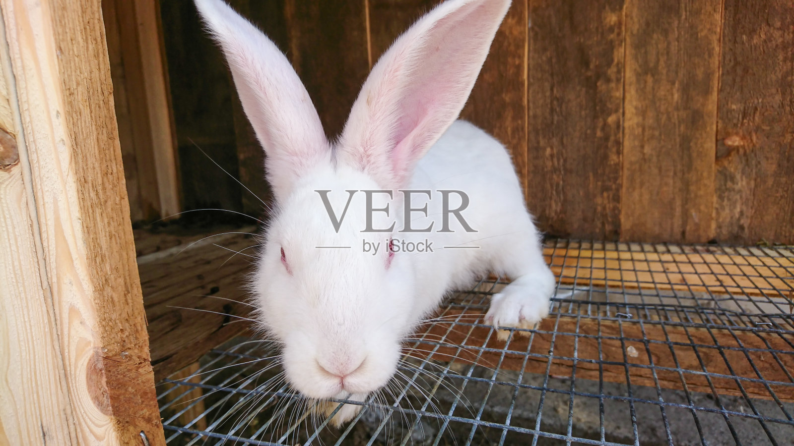 动物农场的笼子里有一只红眼睛的白兔照片摄影图片