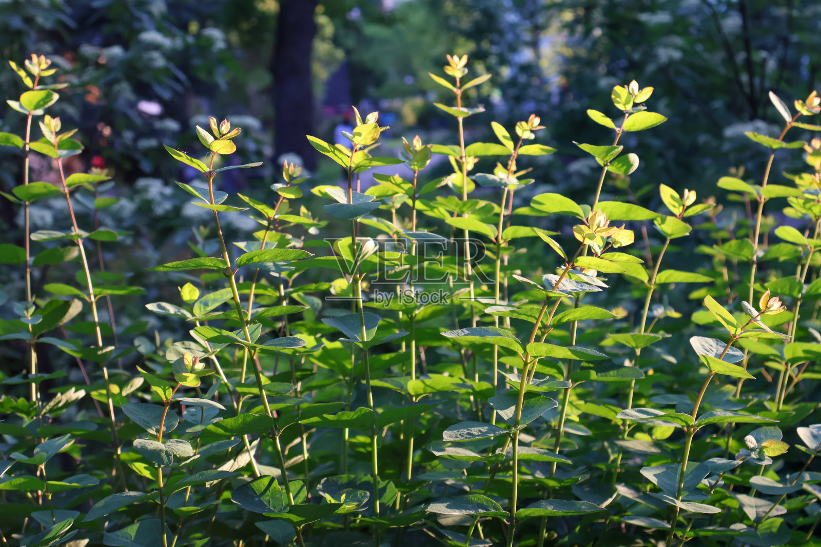 在公园树木的背景下，有着长茎和绿叶的灌木丛照片摄影图片