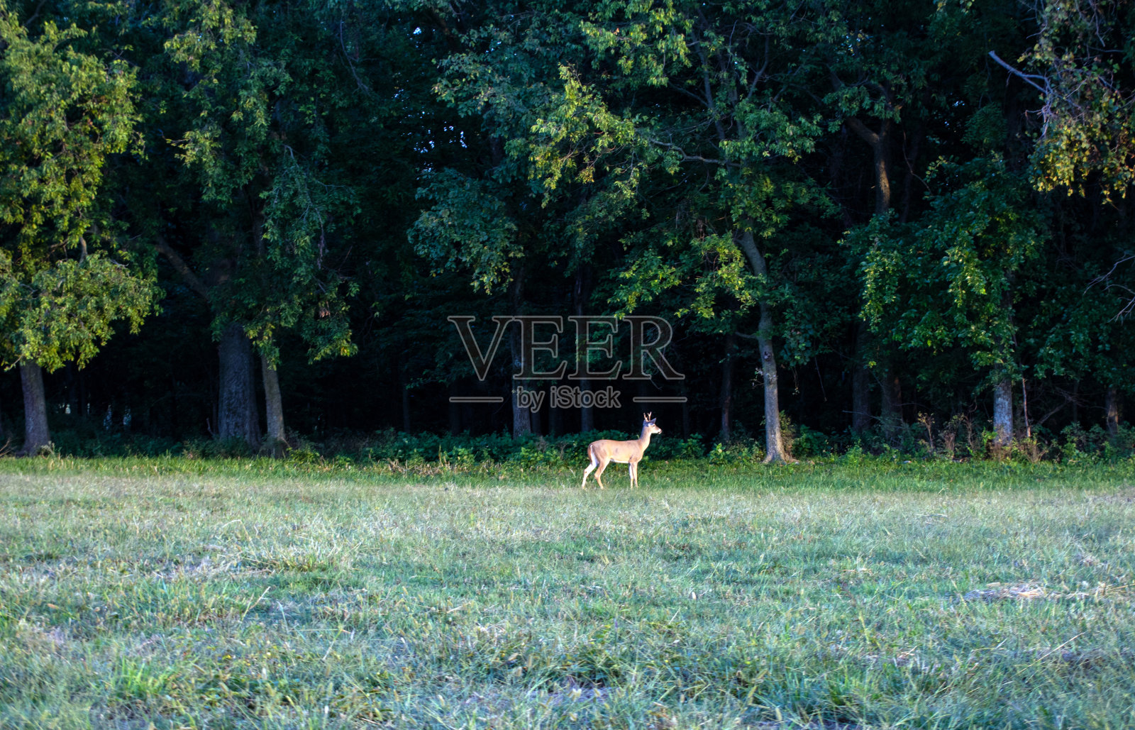 密苏里州森林边缘附近的公鹿照片摄影图片