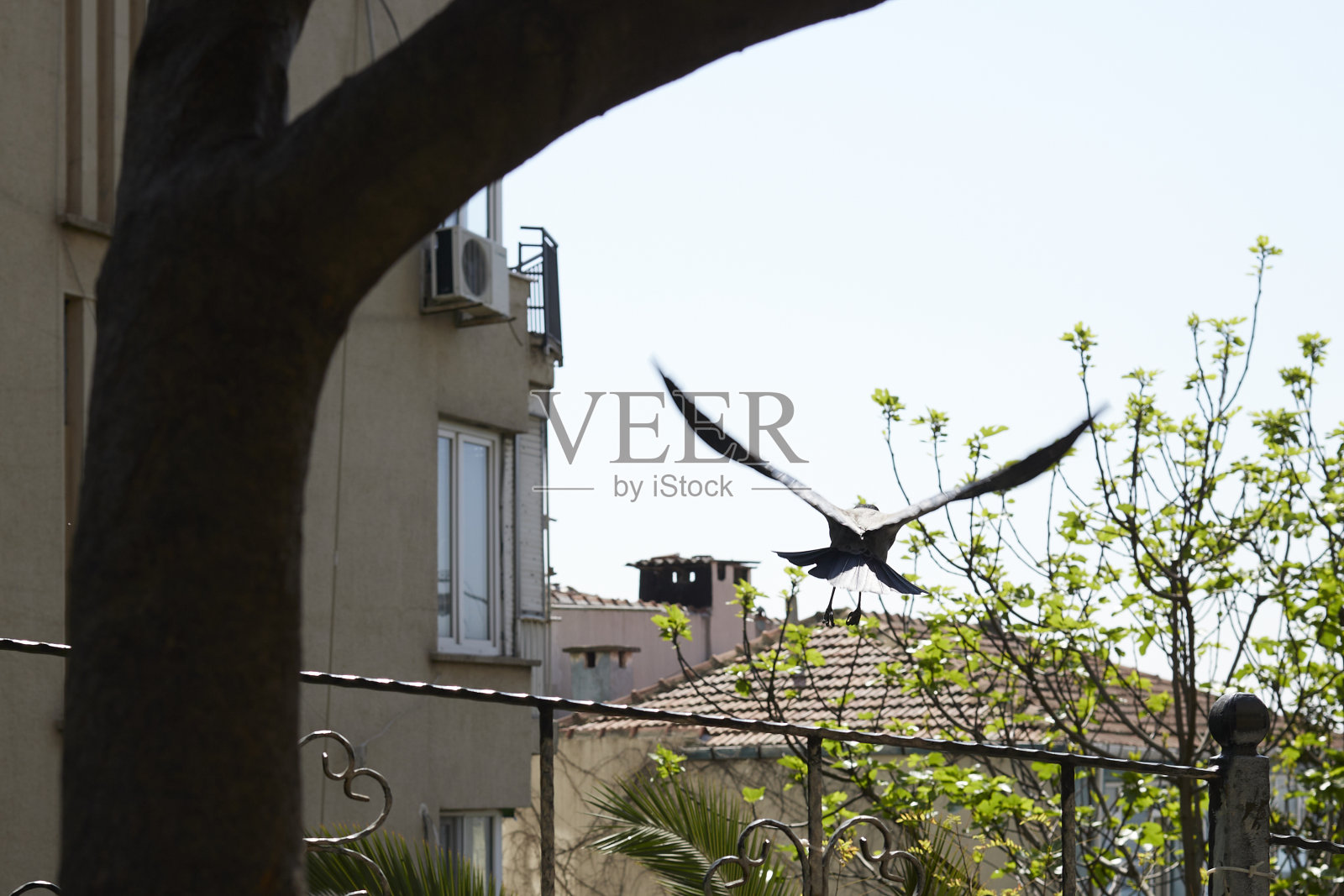 伊斯坦布尔街头的日常生活照片摄影图片