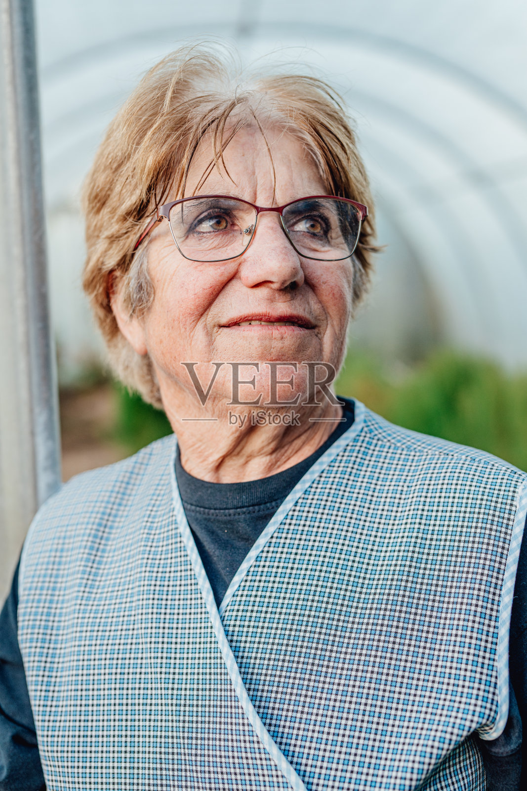 一位在温室里种西红柿的老妇人。爱好为老年人的概念。照片摄影图片