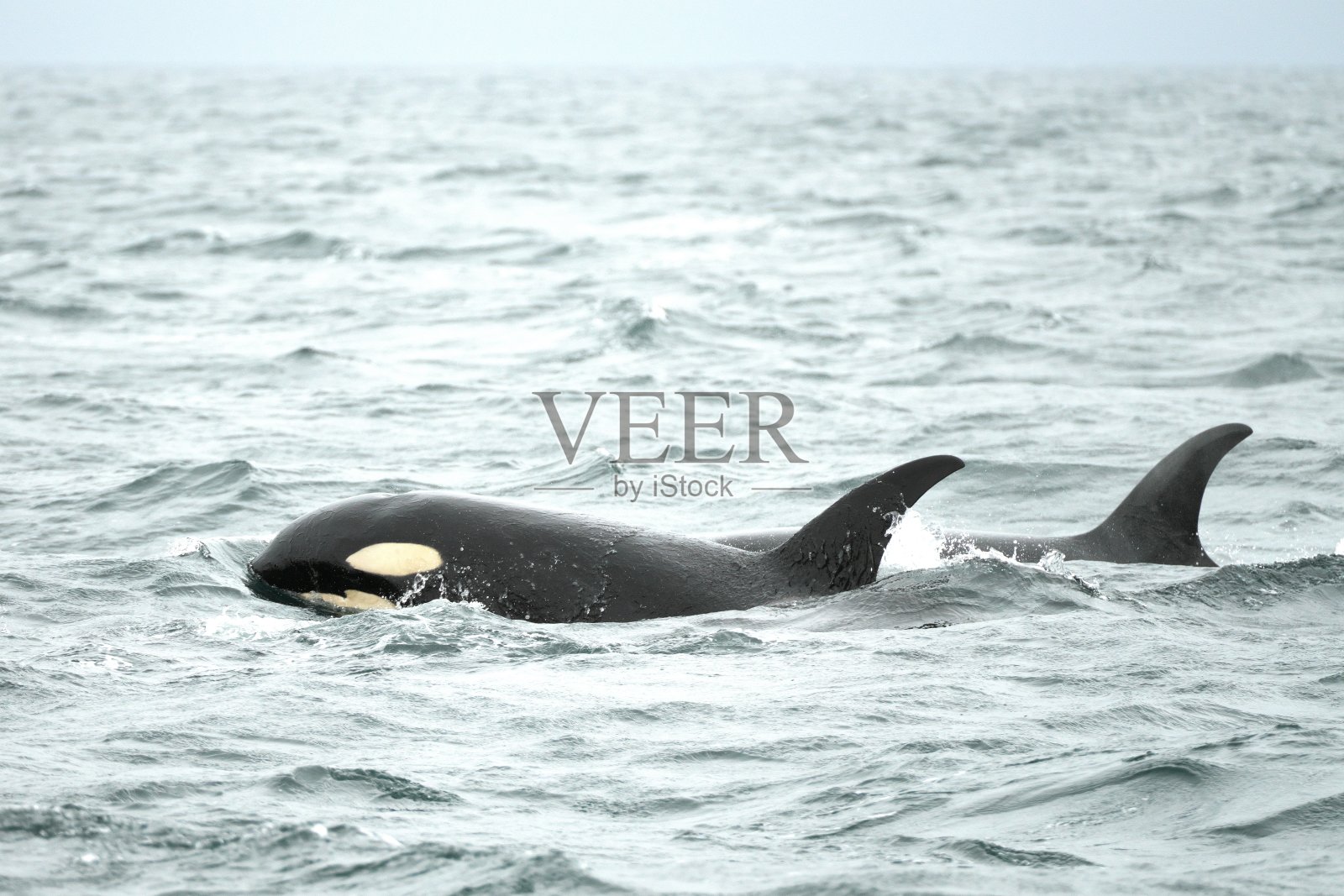 日本北海道Nemuro海峡劳苏渔港附近的虎鲸或逆戟鲸照片摄影图片