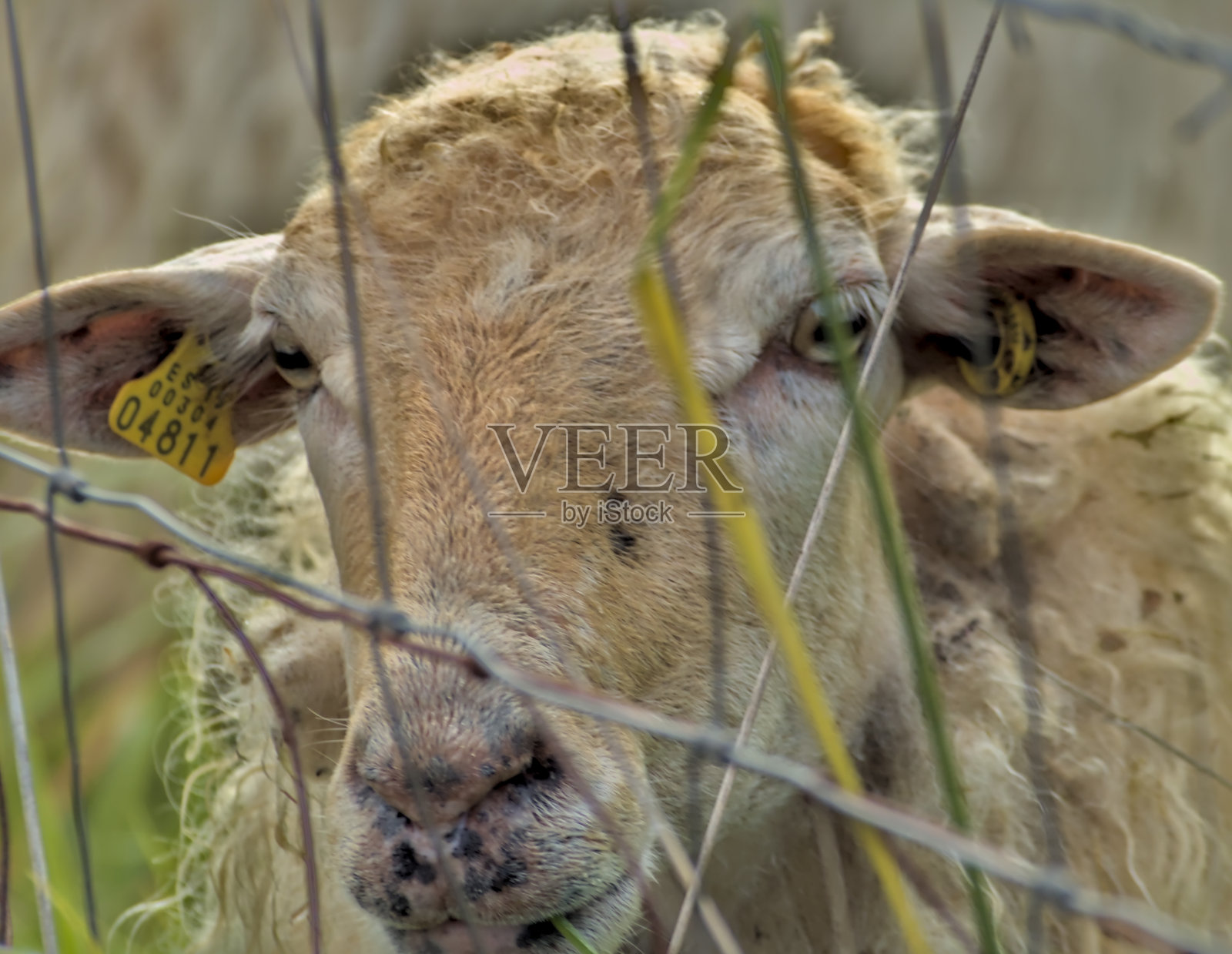 农场里的家羊在吃草和看草照片摄影图片