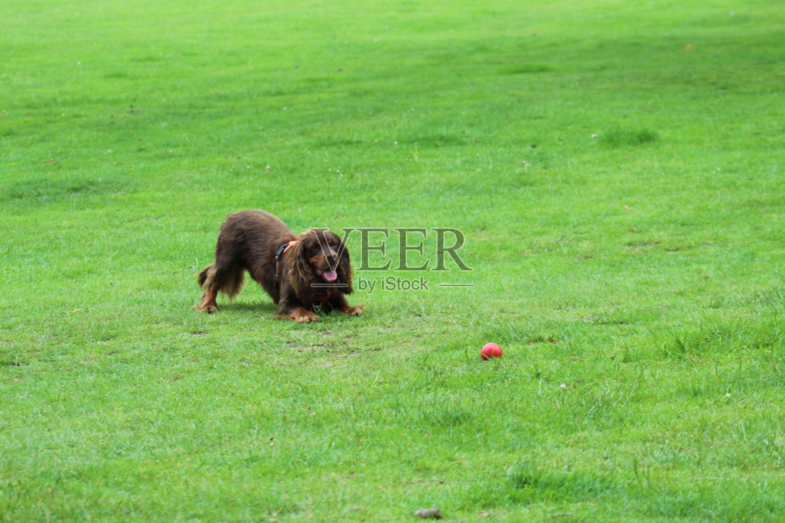 狗在公园里玩球照片摄影图片