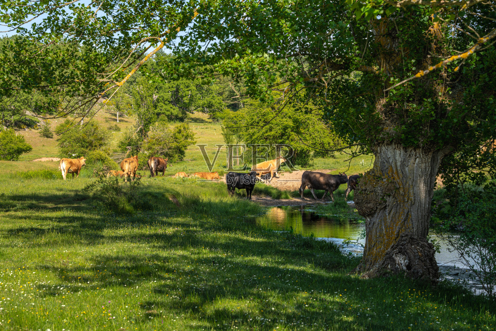 西班牙索里亚的Valonsadero公园里的奶牛照片摄影图片