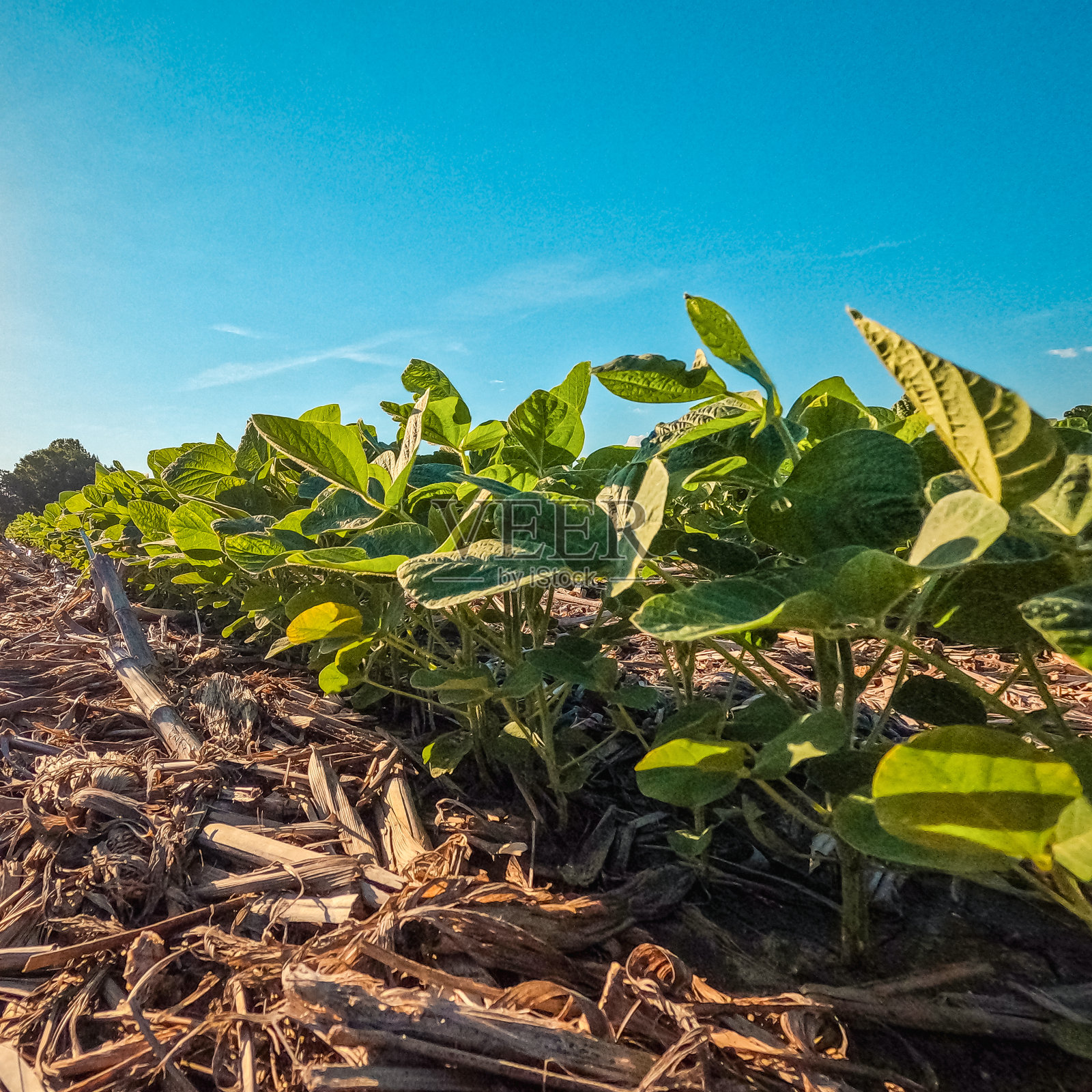 农田里的大豆幼苗照片摄影图片
