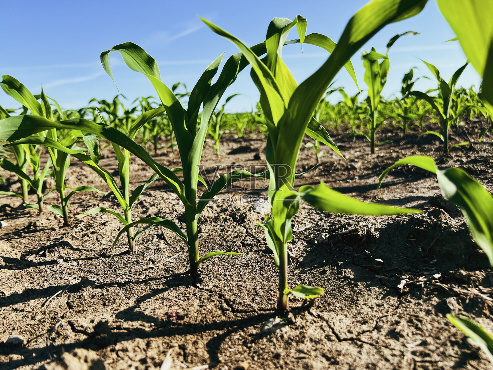 农田里的玉米幼苗照片摄影图片