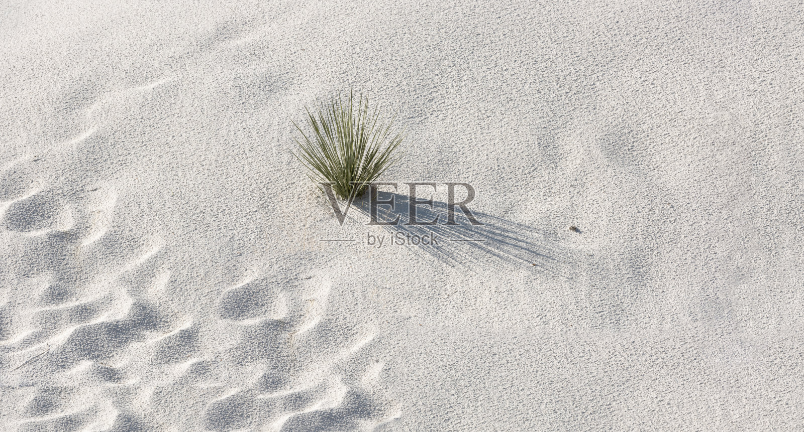 肥皂树丝兰在白色石膏上投下阴影照片摄影图片