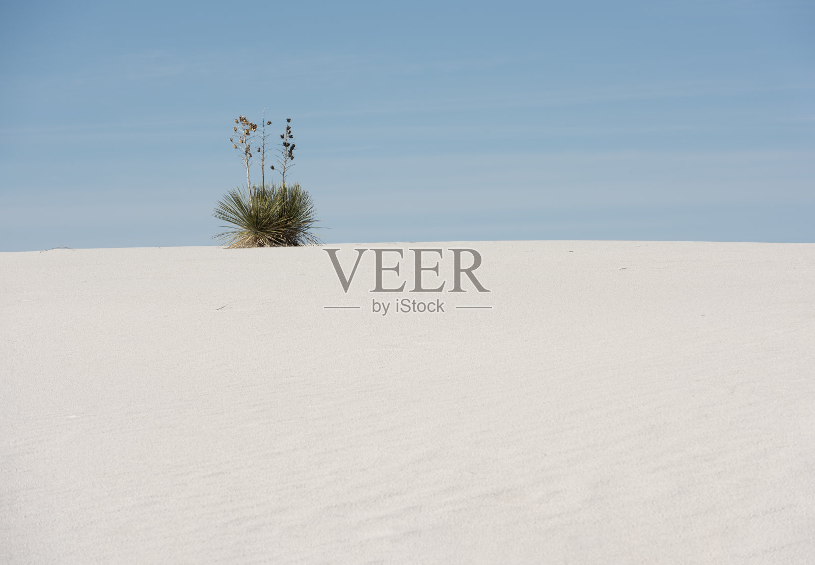 白沙国家公园，山脊上的肥皂树丝兰照片摄影图片