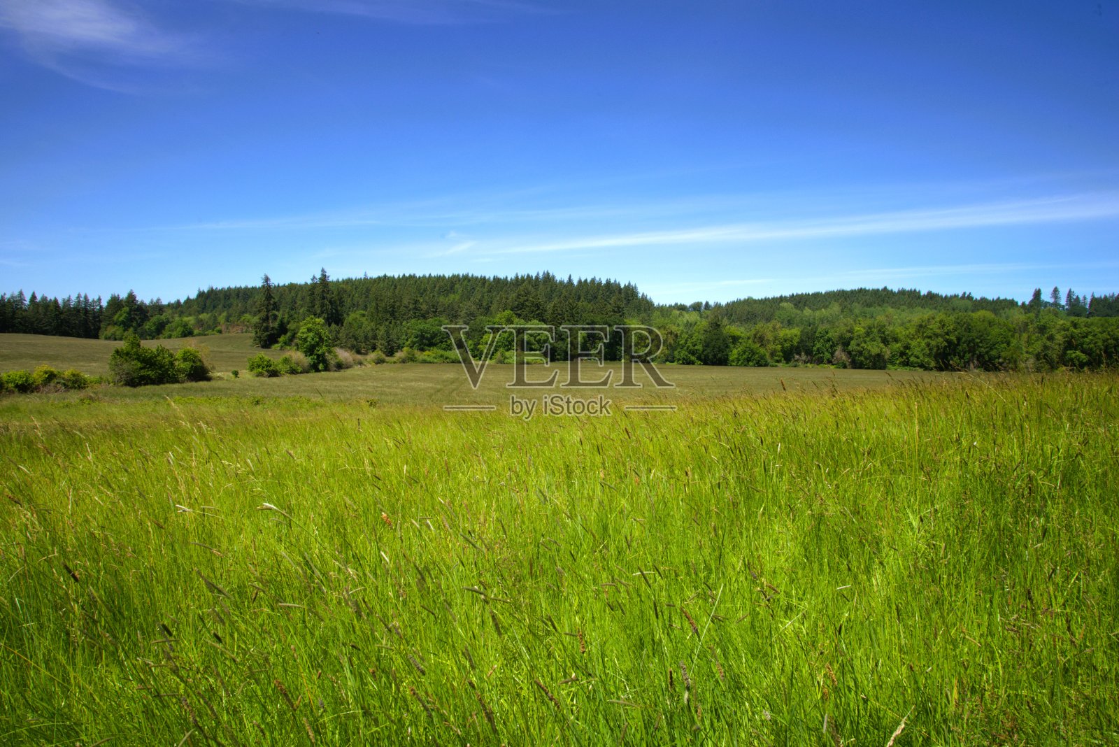 草地在绿油油的草地上摇曳，其间点缀着树木照片摄影图片