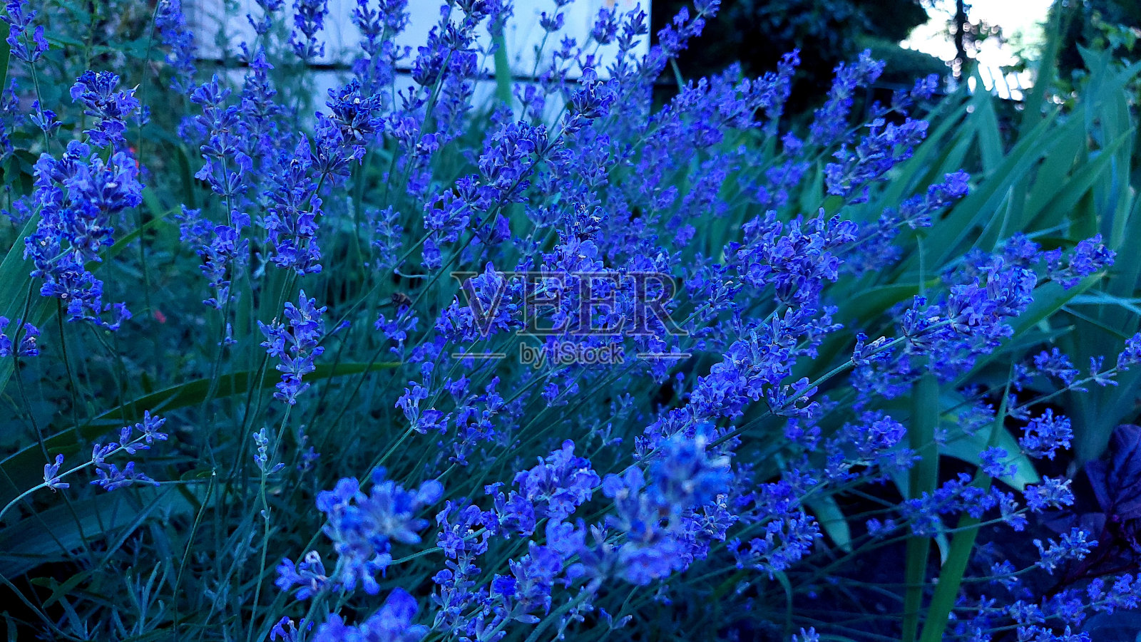 薰衣草照片摄影图片