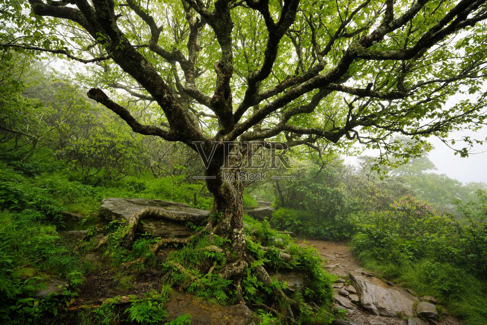 美丽的陡峭尖峰山毛榉小径照片摄影图片