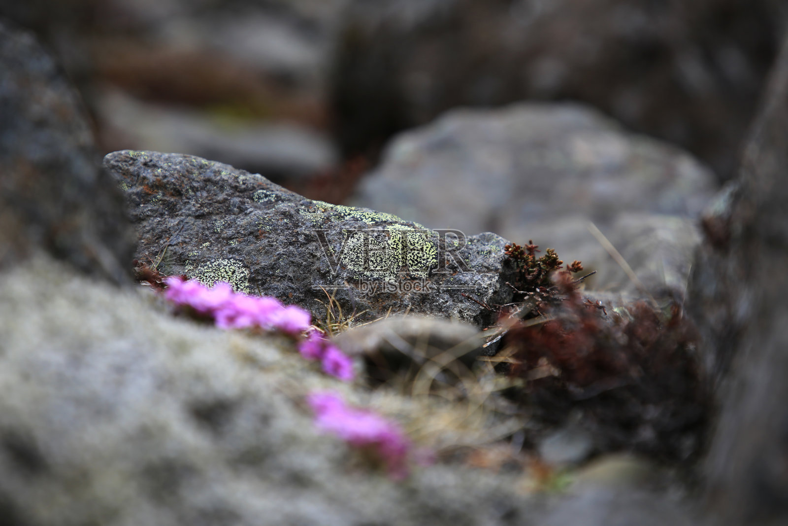 第03天照片摄影图片