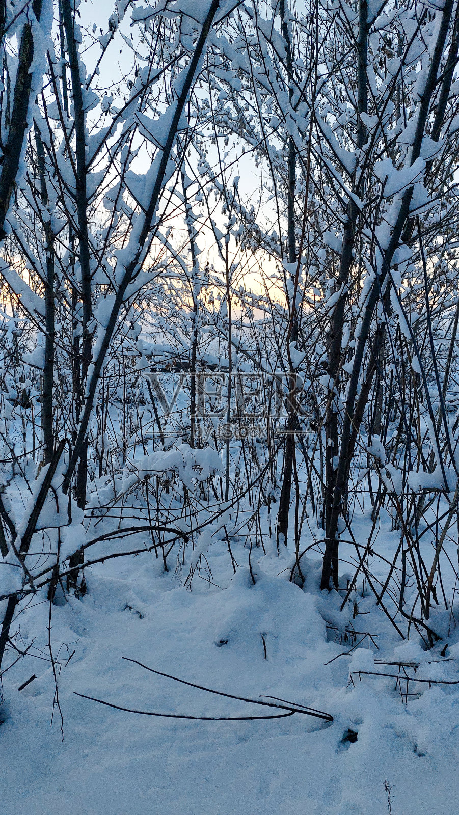 冬天的照片中，在夕阳的背景下，雪堆里的树木照片摄影图片