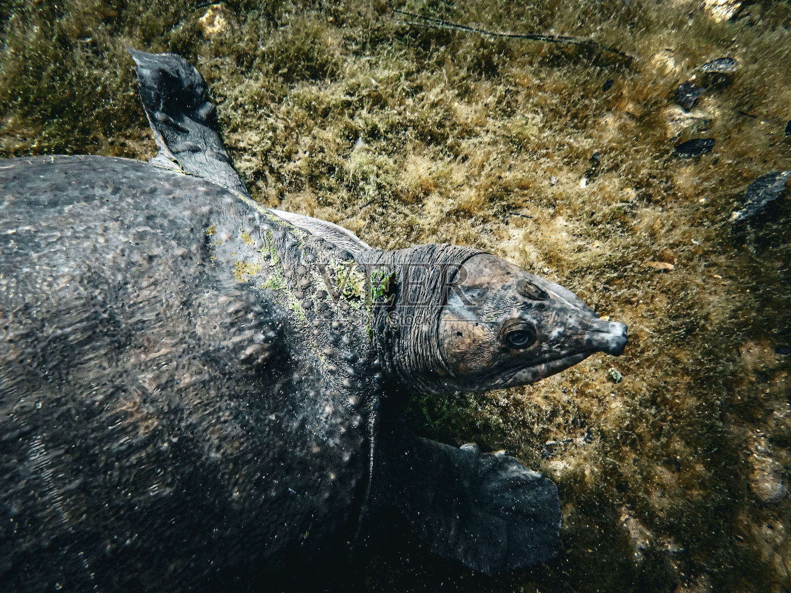 维吉尔乌龟在佛罗里达蓝洞的水下洞穴里游泳照片摄影图片
