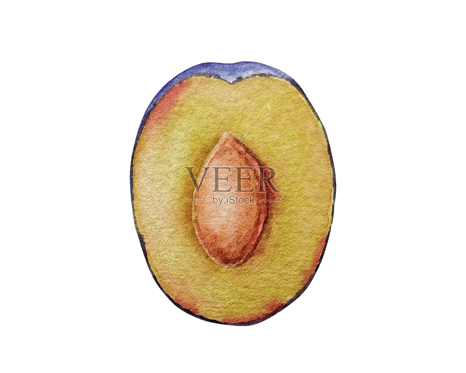 矢量水彩半李子，有骨头，白色背景插画图片素材