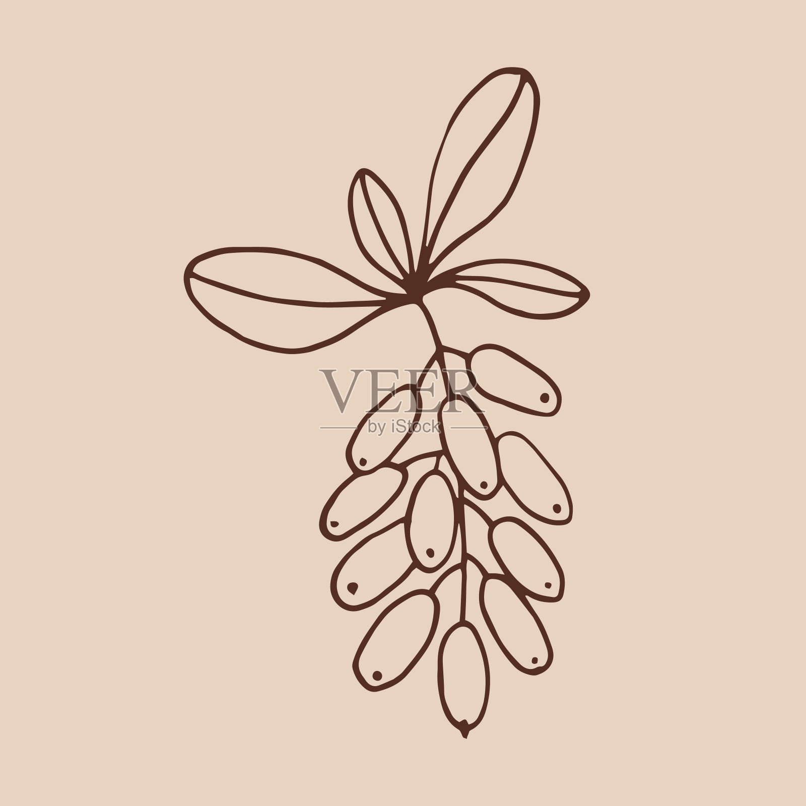 枝叶和小檗。植物元素。手绘矢量插图的轮廓风格。插画图片素材