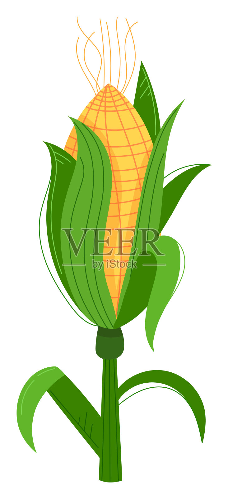 玉米秸秆植物鲜玉米蔬菜孤立白色背景。黄穗穗轴壳绿叶插画图片素材