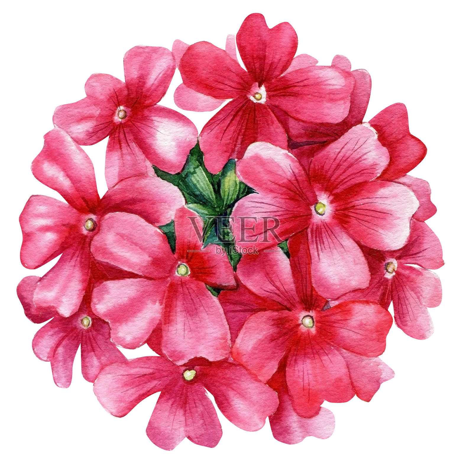 白色背景上的马鞭草。R植物插图。水彩植物元素。花在孤立的白色背景，水彩插图插画图片素材