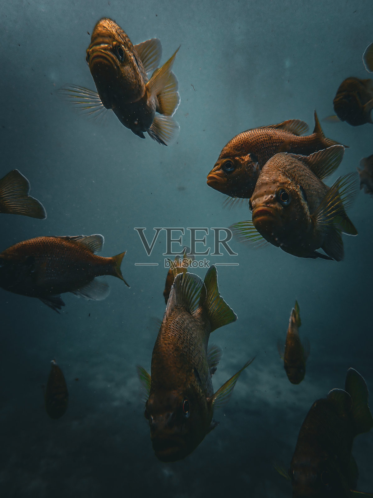 一群蓝鳃翻车鱼在佛罗里达蓝洞的水下洞穴里游泳照片摄影图片