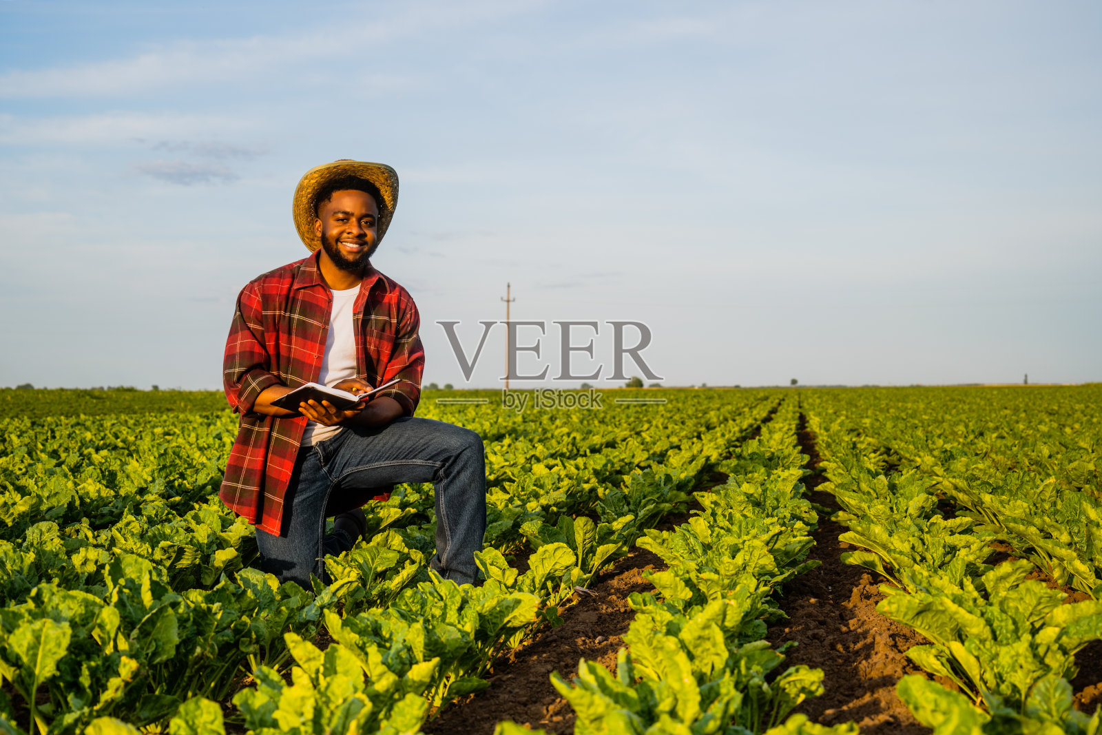 农夫在他的菠菜地里写笔记照片摄影图片