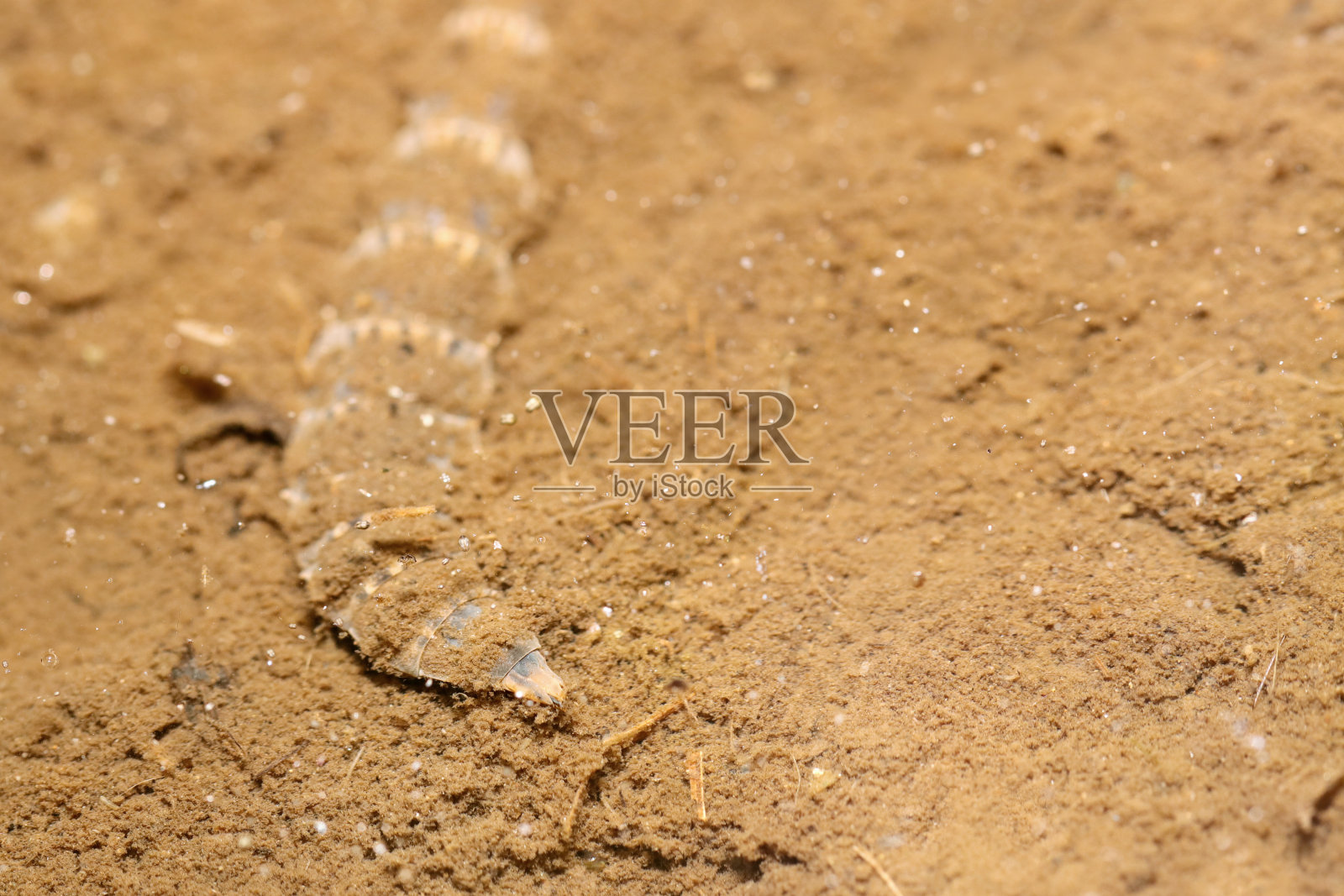 日本黑水虻幼虫食用清澈池塘底泥中的有机物（自然光+PL微距特写）照片摄影图片