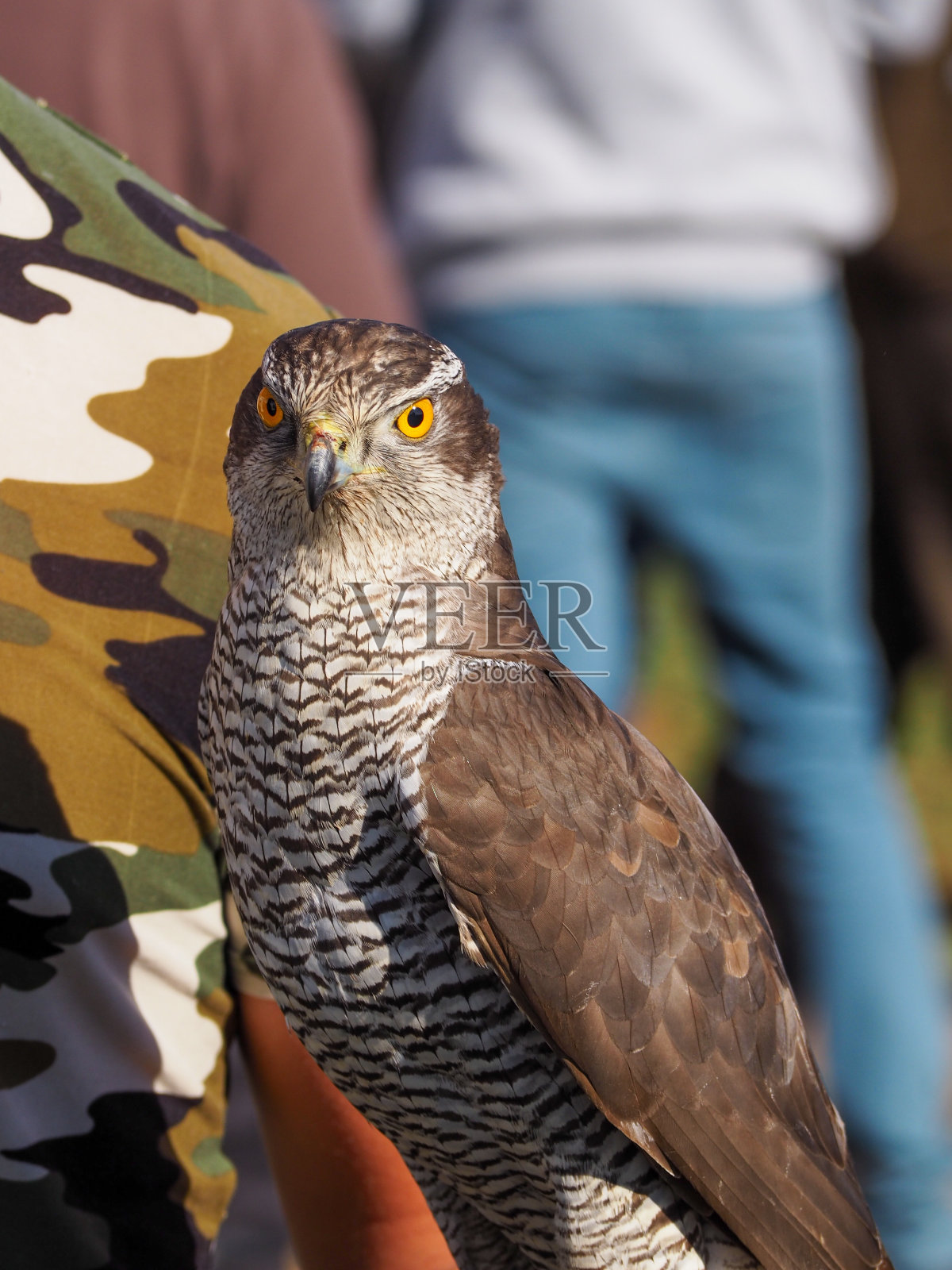 这是一只成年苍鹰的肖像，驯鹰人的拳头上有一只鹰爪照片摄影图片