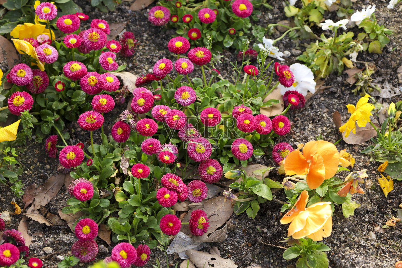 在马德里的El Retiro公园的花坛花园里，Bellis Perennis花照片摄影图片