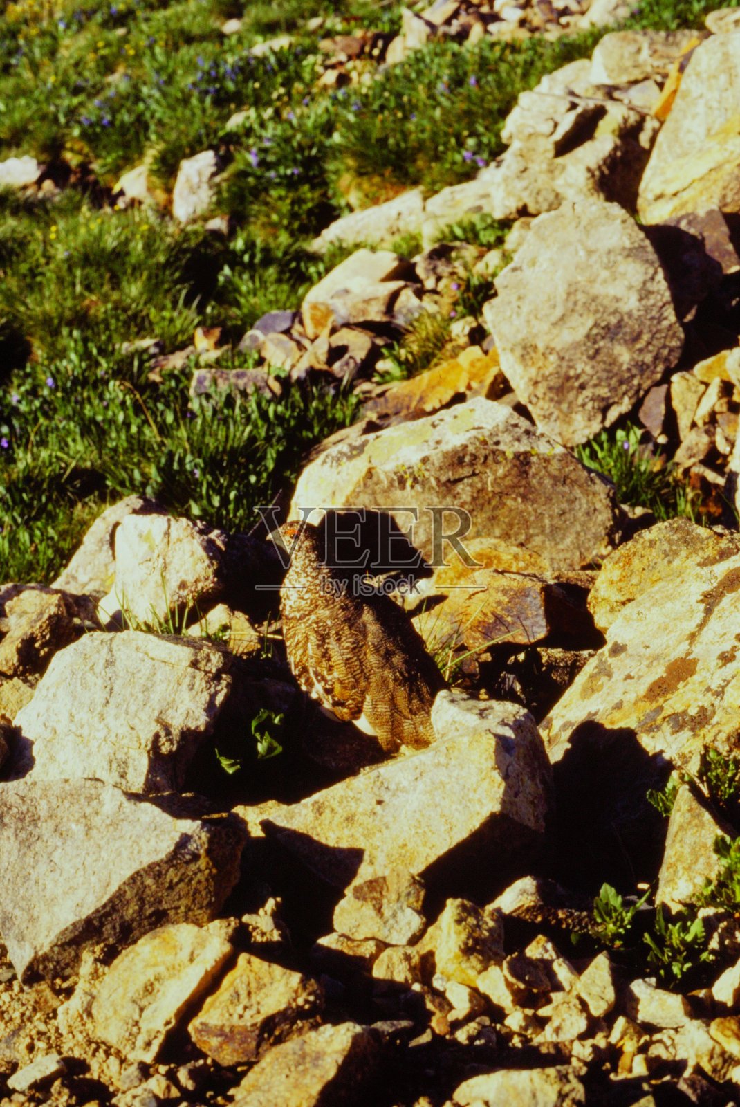 1981年7月，科罗拉多州格雷斯山和托瑞斯峰下的岩石和塔鲁斯山坡上的雷鸟照片摄影图片