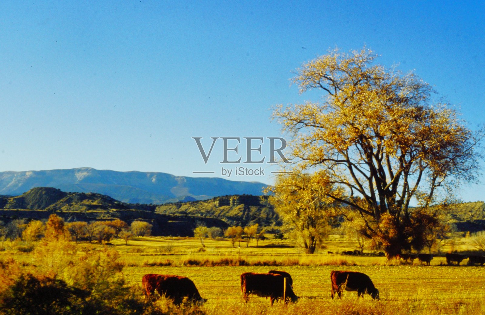 1981年2月，科罗拉多州罗安高原和降落伞峡谷照片摄影图片