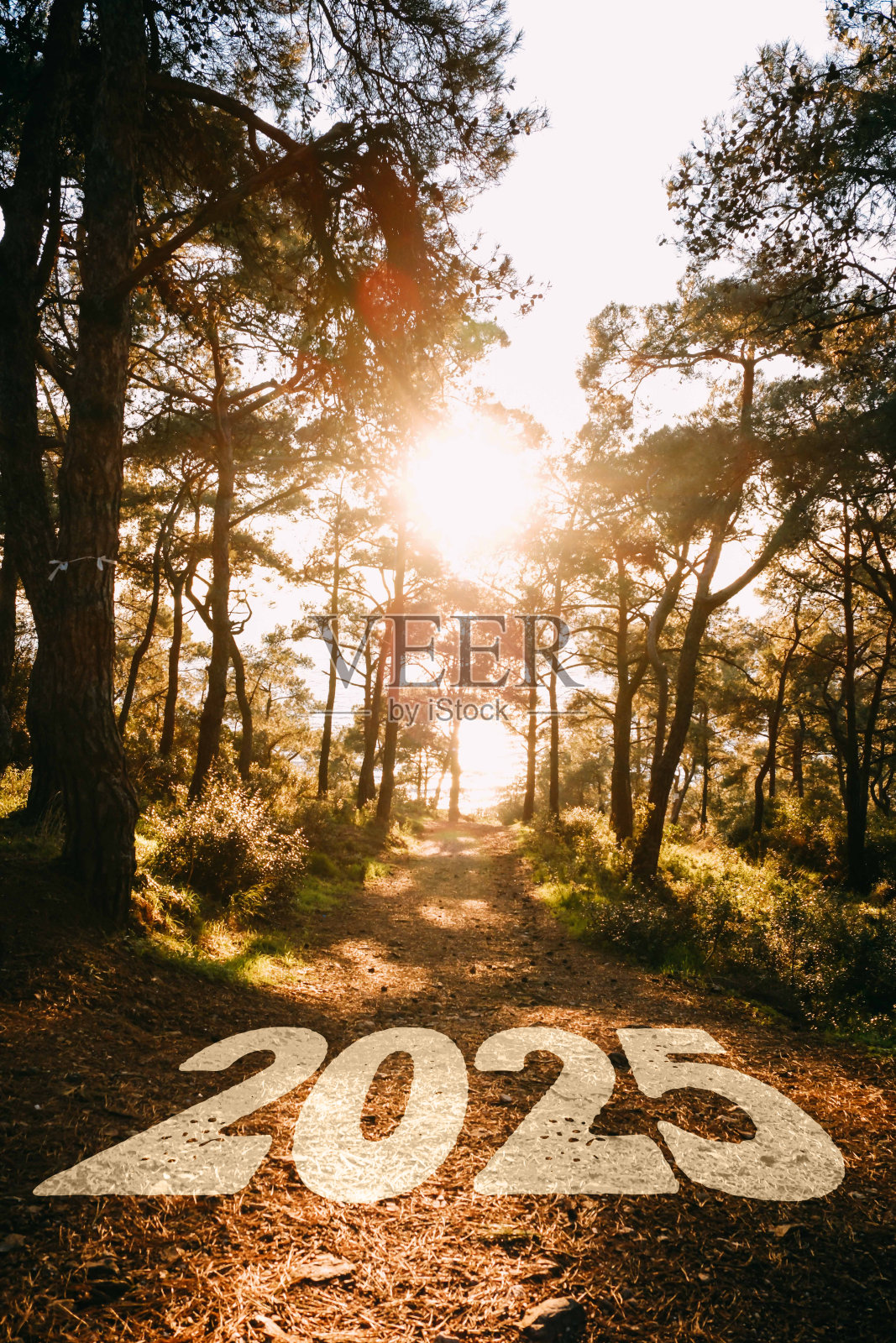 日落在树后，海景，2025年照片摄影图片