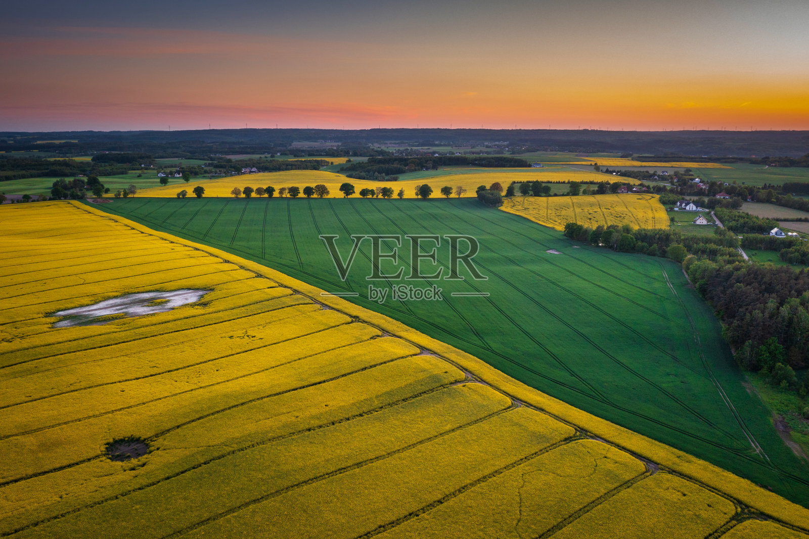 夕阳下的波兰北部黄色油菜地照片摄影图片