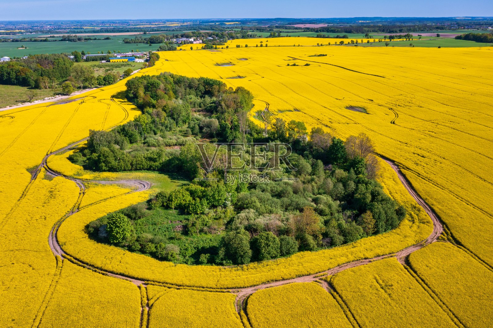 波兰北部的黄色油菜籽田照片摄影图片