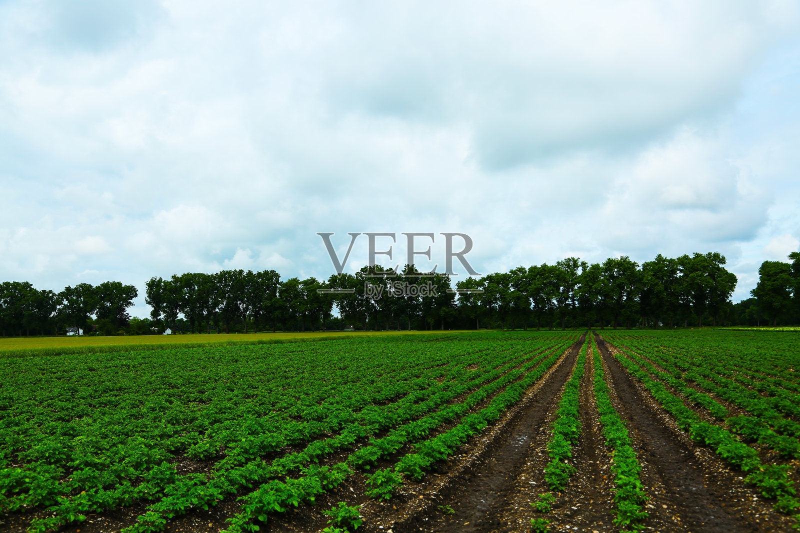 慕尼黑一条长满马铃薯和麦田的小路照片摄影图片