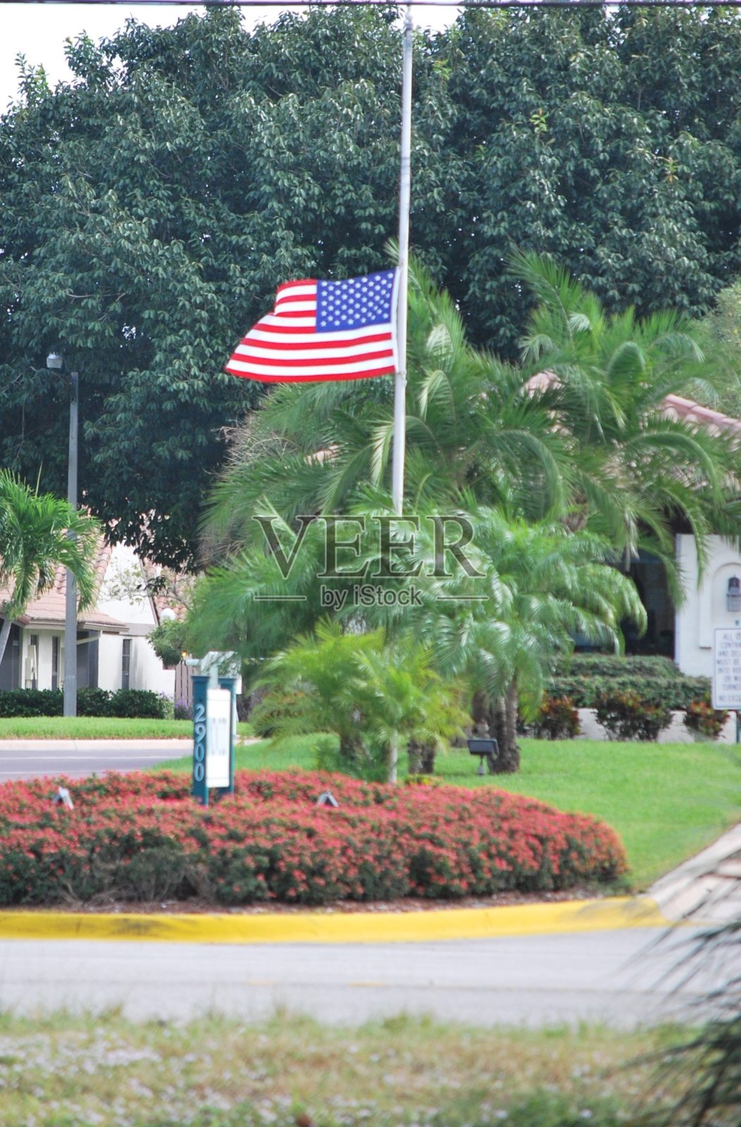 佛罗里达州迈阿密的绿色植物和鲜花。照片摄影图片