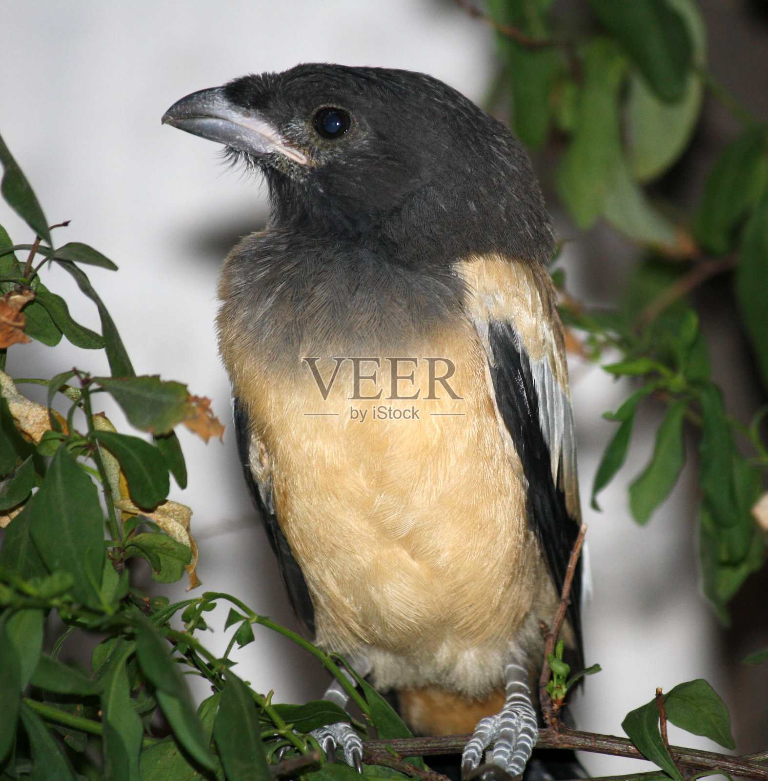 年幼的印度树蜂(Dendrocitta vagabunda)正在等待它的父母(图片来源:Sanjiv Shukla)照片摄影图片