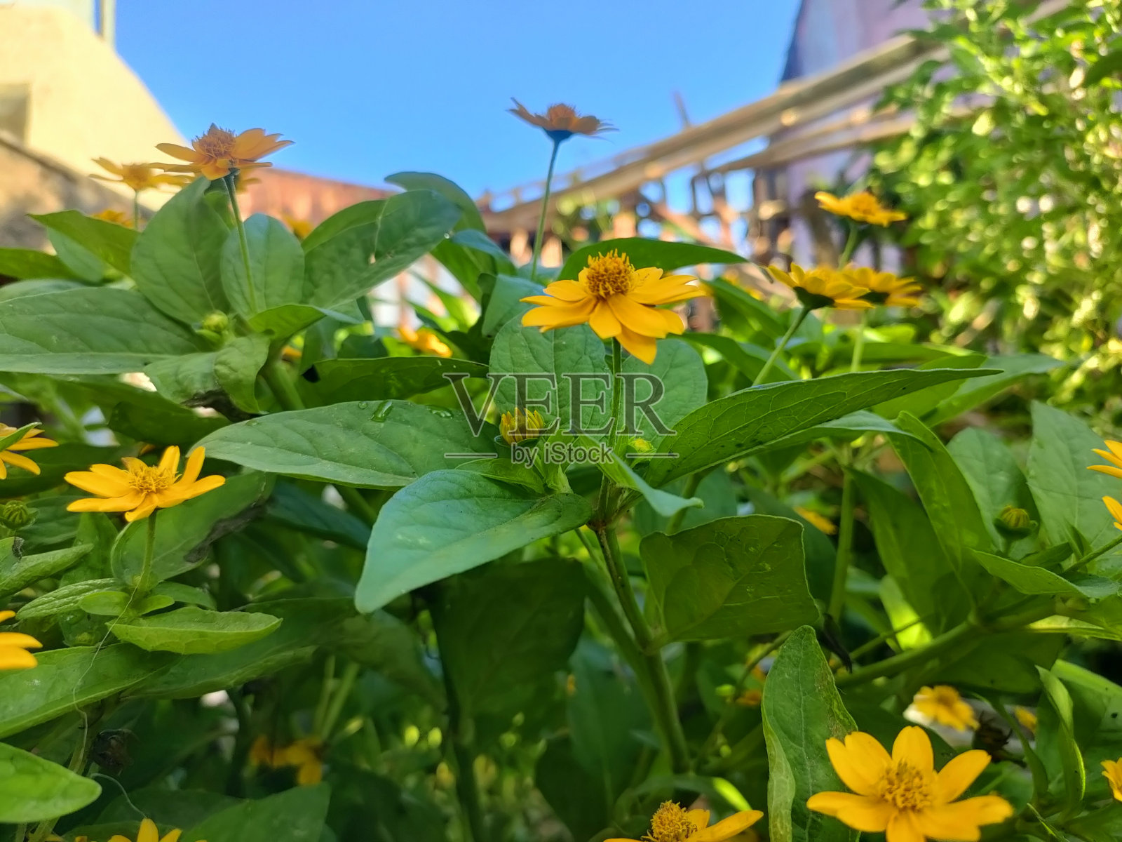 向日葵照片摄影图片