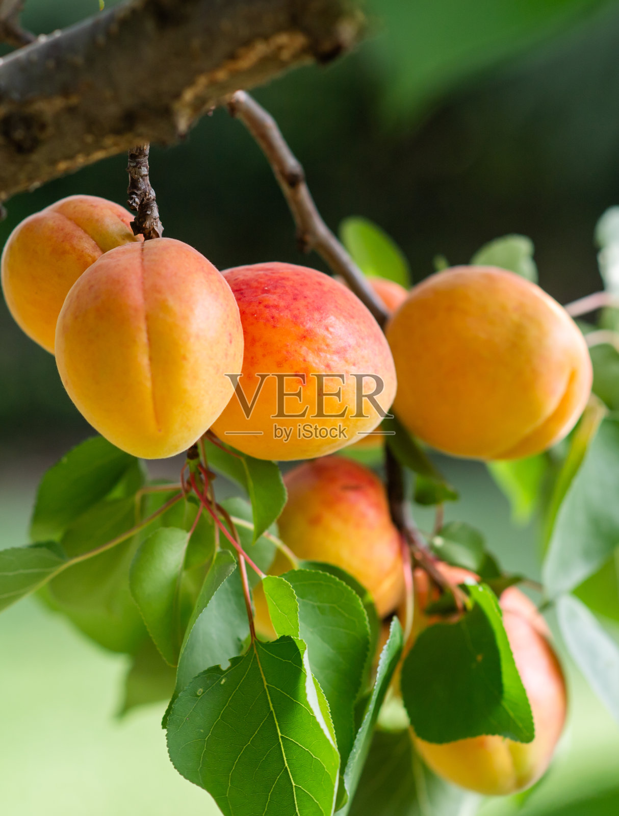 果园里成熟的杏子照片摄影图片