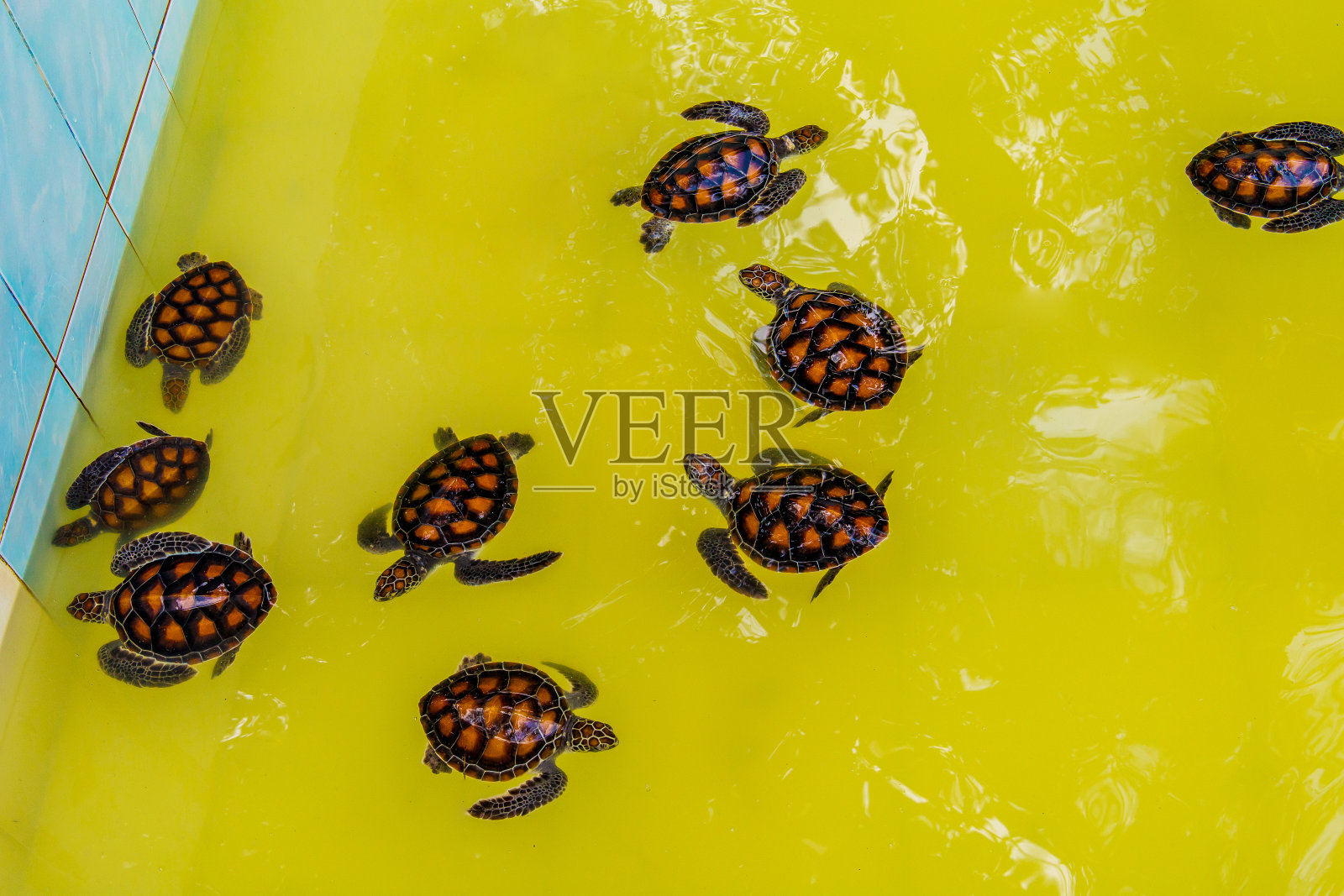 池塘里美丽的绿海龟幼崽。池塘里的小海龟。可爱的小动物，慢生活，可爱的乌龟。泰国皇家海军海龟保护中心。照片摄影图片